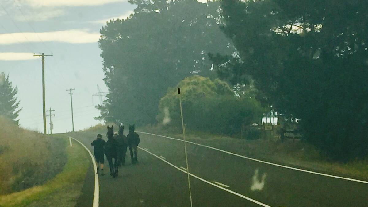 Horses are led by their owners away from the blaze. Photo: Jessica Cole. 