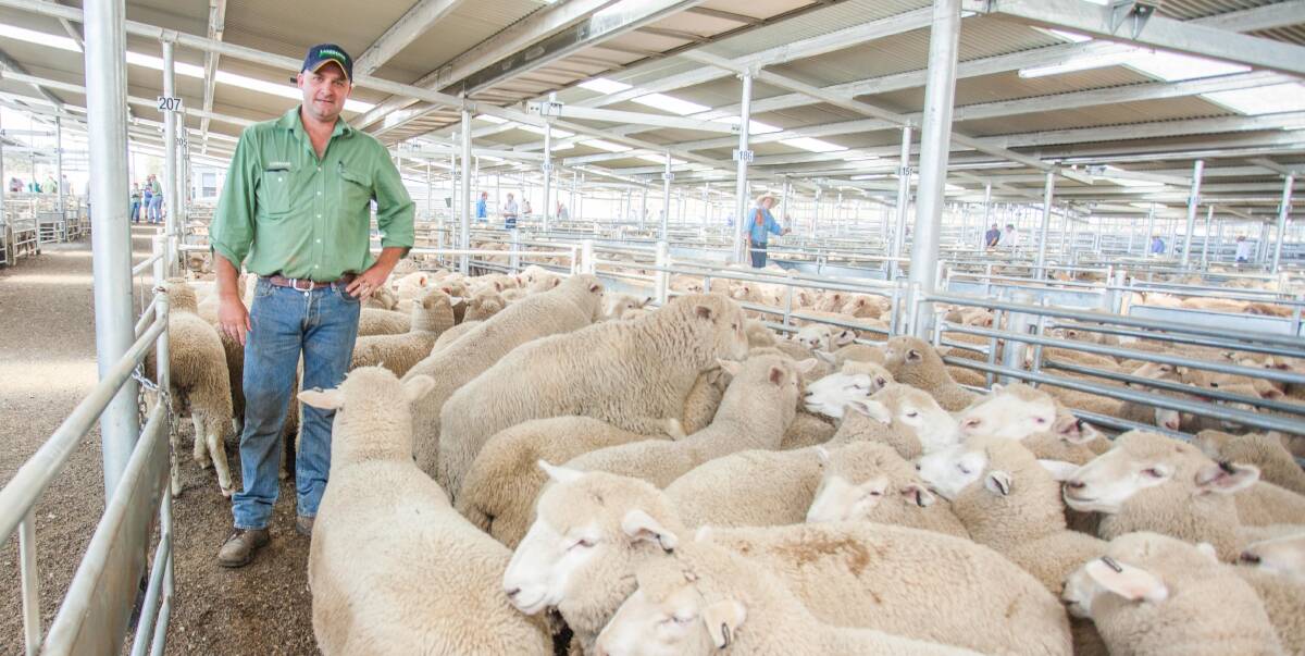 On the rise: Daniel Croker, of Landmark Goulburn, sold 2nd X lambs on behalf of Gilmour Station, Lake Bathurst, to a top of $146.5ph. Photo: Heidi Grange. 