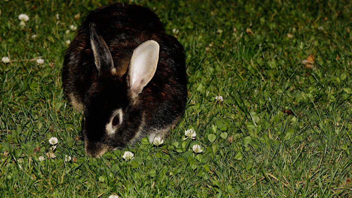 Integrated control for rabbits
