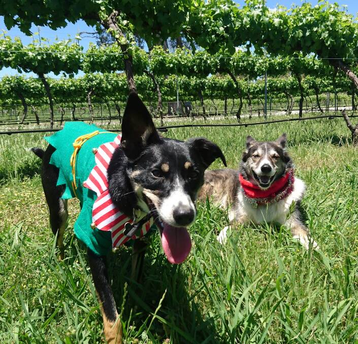 Grrrrrr-eat day: Local wine dogs Mollie and Tannin are again hosting a Christmas party at Murrumbateman Winery. Photo: Supplied