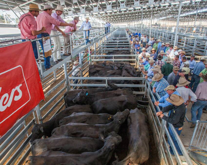 Cattle sales: Elders sold preg-tested Angus Cows on behalf of WKW Holdings, Windellama to a top of $1280ph. Photo: Heidi Grange. 
