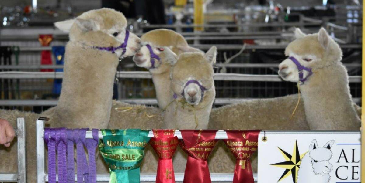 BUSY YEAR: Jerrawa's Andrew and Bronwyn Munn had a very successful showing at the recent 2016 Australian Alpaca Association (AAA) National Show. They will head to the Breeders Choice Alpaca Auction on September 10.