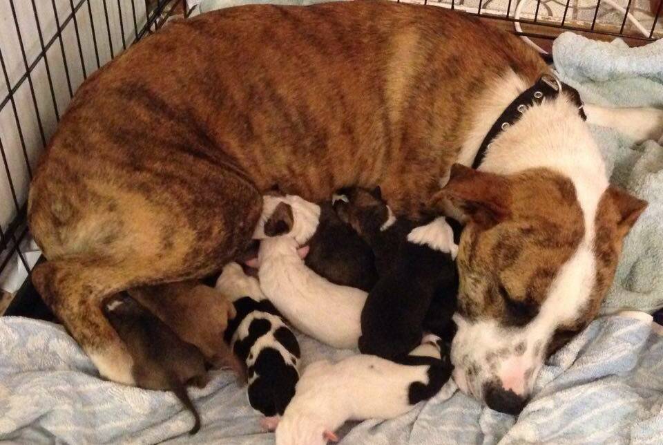 Mary with her puppies. Photo: Labrador Rescue. 