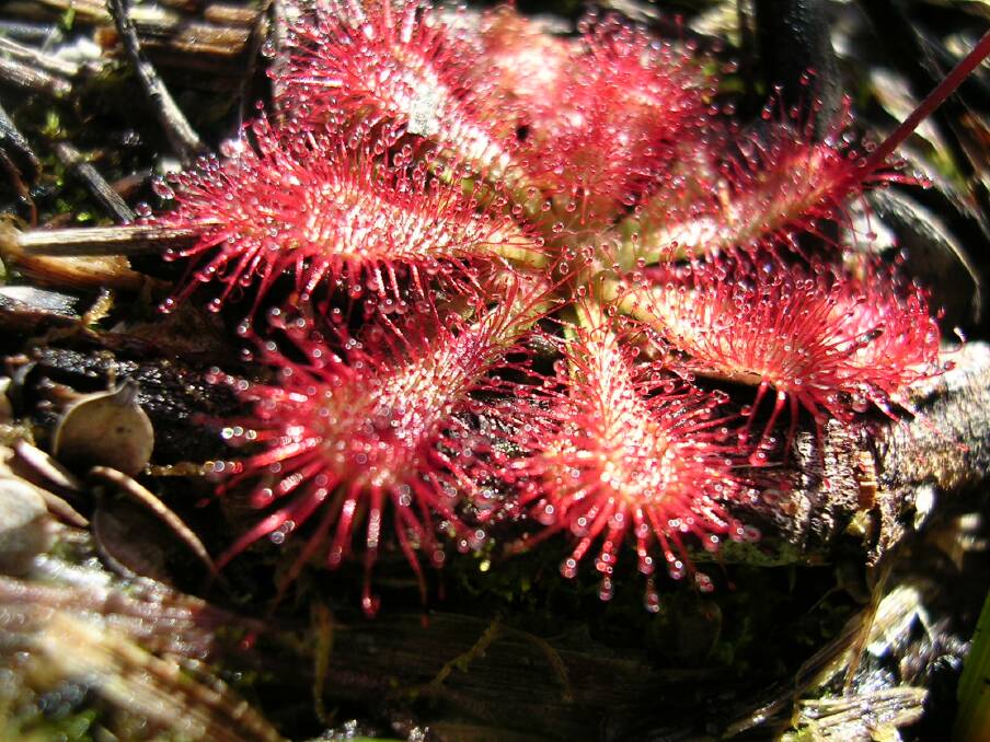 Sundews can occur on nitrogen-poor soils as they can absorb the nitrogen and other nutrients that they need directly from the bodies of trapped insects.
