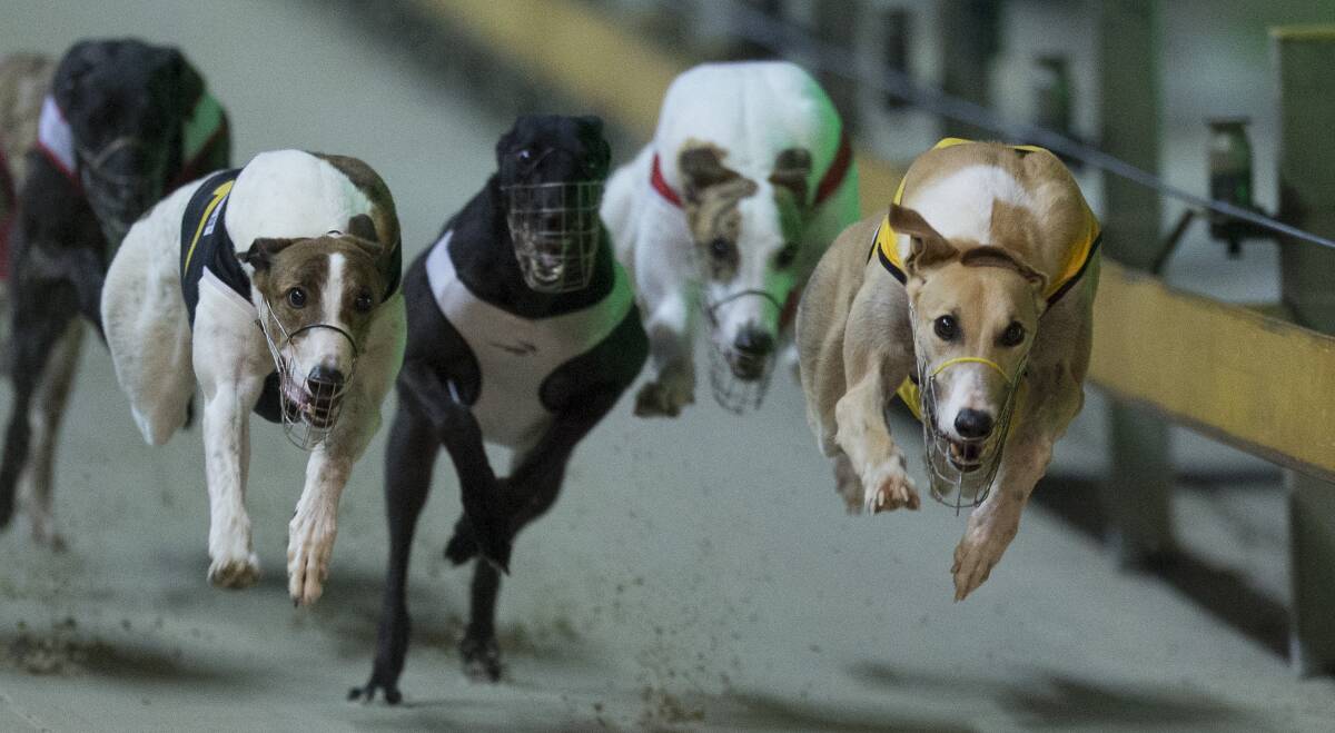 RACING: Greyhounds will gallop at Goulburn on Tuesday with 11 super races. Photo: courtesy thedogs.com.au