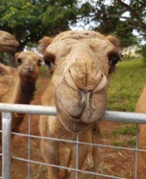 "They're just like giant Labradors," Melanie says of her camels. Photo: Camelot Dairies/Facebook