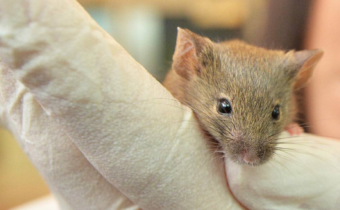 Why you might be seeing more mice in your home this winter
