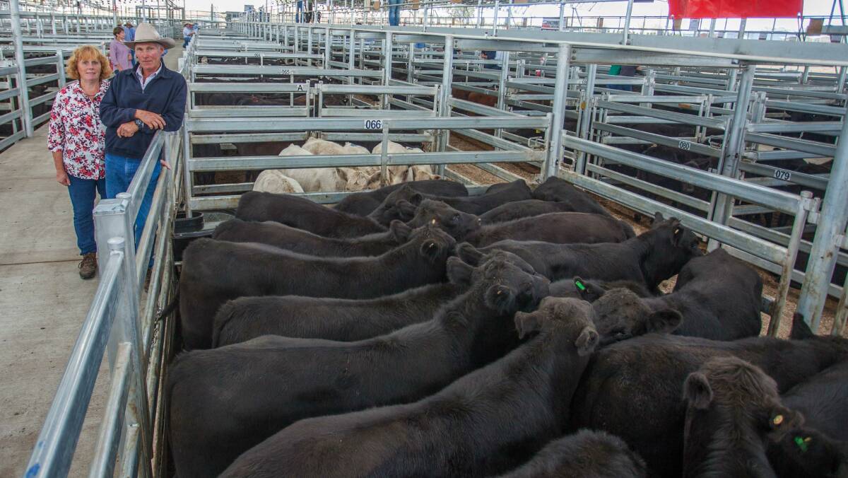 SOLD: Manager David Lang and wife Anne with steers sold by Elders to a top of $1220ph on behalf of Ryrie Rutledge at SELX on Friday, March 17. Photo: Heidi Grange.