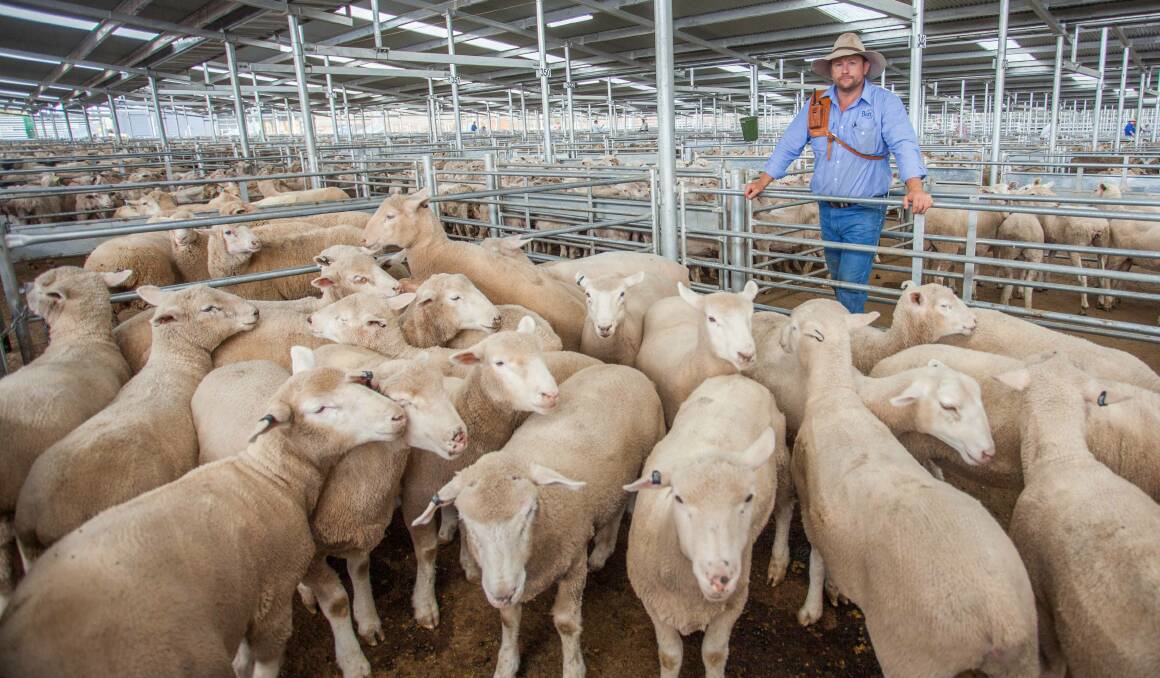 SOLD: Phill Butt, Butt Livestock and Property sold XB Lambs on behalf of L. Arabin, Binalong to a top of $158ph. Photo: Heidi Grange.