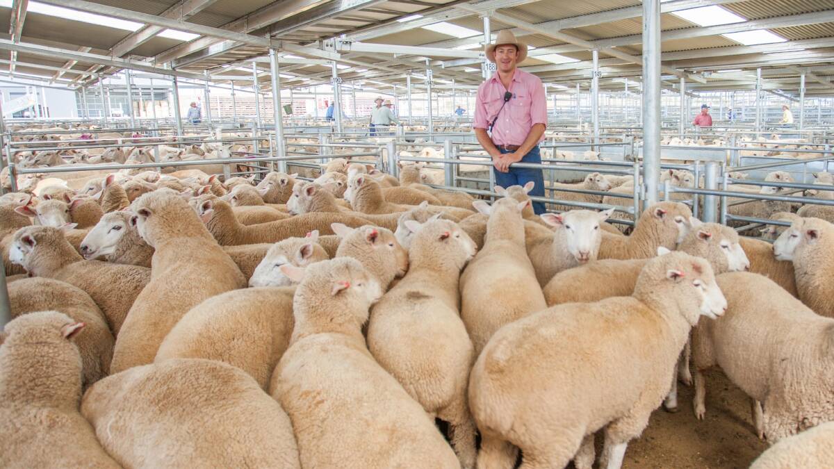 SOLD: Oliver Mason, Elders, sold XB Lambs on behalf of Merrivale P/L to a market top of $193ph. Photo: Heidi Grange.