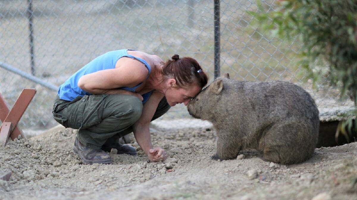 LOVE FOR WOMBATS: Ms Donna Stepan with Dawn at Sleepy Burrows Wombat Sanctuary, Gundaroo. The wildlife carer has received an OAM for her service to animal welfare. Photo: Sleepy Burrows Wombat Sanctuary.