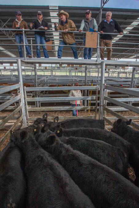 Greg Anderson, MD and JJ Anderson selling Angus x Steers on behalf of J & G Coombs to a sale top of 399.2c/kg, averaging 219.3kg, $875.39ph. 