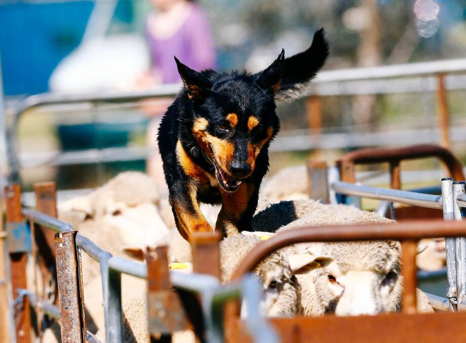 A first for Boorowa: The NSW Yard Dog Association will bring the NSW Yard Dog Championships to Boorowa for the first time. It will coincide with the South West Slopes and Irish Woolfest. Photo: Irish Woolfest Boorowa
