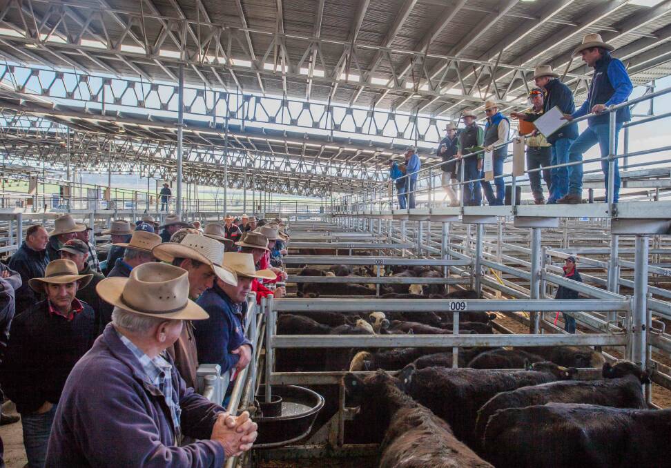 TOP SALE: Ray White Rural Binalong topped today's sale with PTIC Angus x Heifers, with calves at foot, to a top of $2170 on behalf of P. Bell. Photo: Supplied
