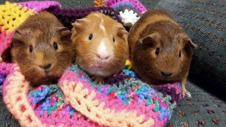 Jeffery (centre) and two girlfriends were lucky to be rehomed after being subjected to secret experiments. Photo: Photo supplied