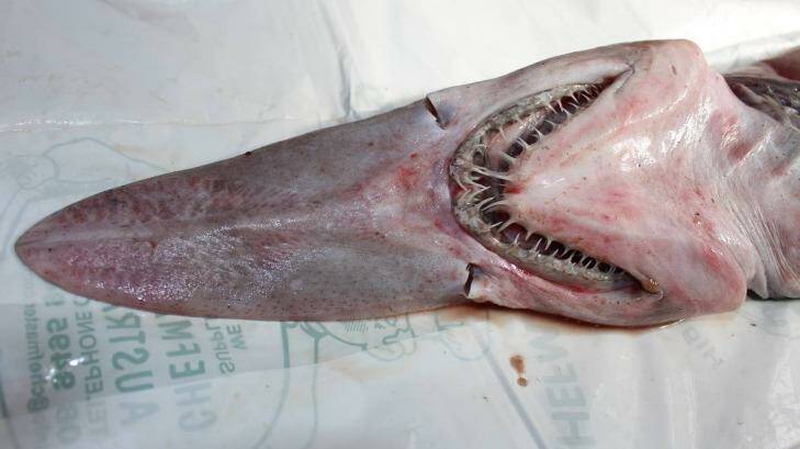 The goblin shark caught by fishermen on the NSW south coas. The shark finds its prey using hundreds of small sensors on its 'nasal paddle'.  Photo: Merimbula News Weekly