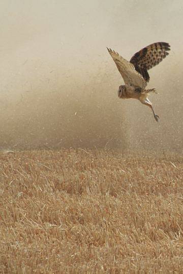 "Peeved": A grass owl fleeing a combine harvester, which won the Greens competition, by photographer Michael Dahlem. Photo: Michael Dahlem