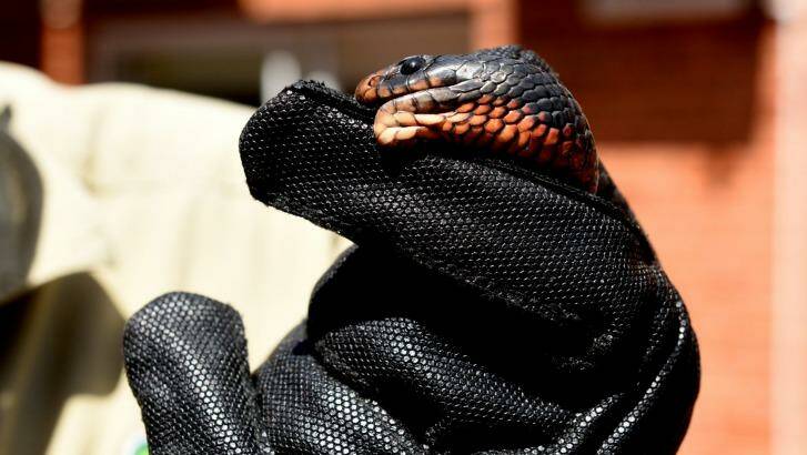Snake in the hand: Cherrybrooke red-bellied black snake about to be relocated. Photo: Steven Siewert