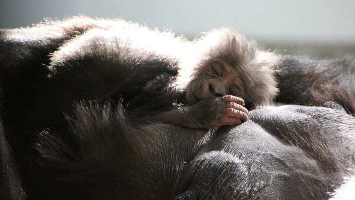 After days of waiting and watching, Keepers are able to confirm Taronga Zoo'??s new gorilla baby is a male.  Photo: Lisa Ridley