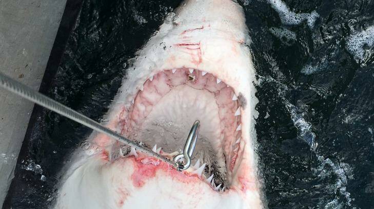 A 3.2 metre great white was one of five sharks caught off the NSW mid-north coast on Saturday.  Photo: DPI