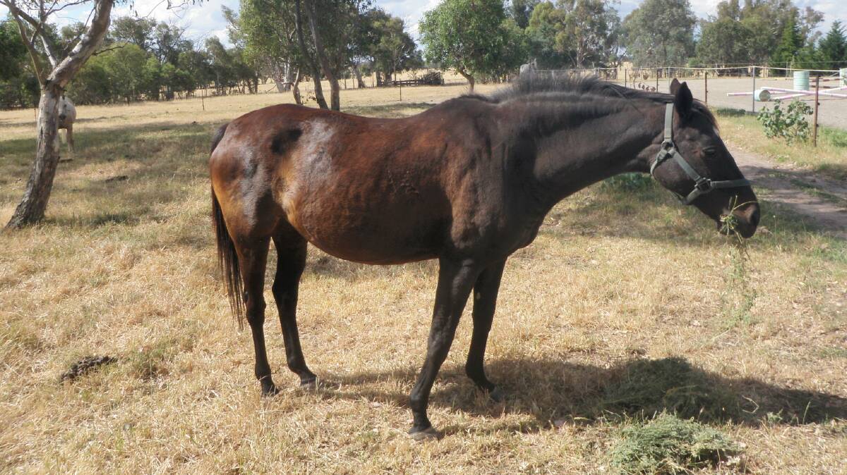 The horses in better condition after being seized by the RSPCA and given medical treatment. Photo supplied.