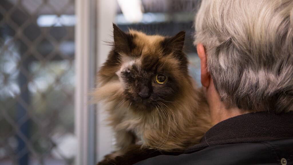 Missy the cat finally reunited with owner Paul Leeves after three months.  
