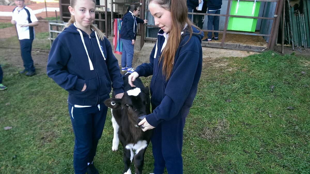 The calves are a huge hit with the students who enjoy handling and feeding them.