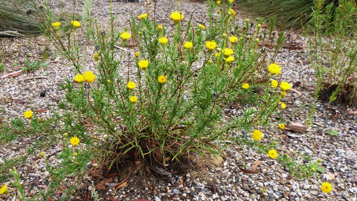 Scattered populations of Button Wrinklewort can be found from Goulburn to Bredbo from December to April.  It can also be seen flowering in the Grassy Woodland Garden at the Australian National Botanic Gardens, Canberra.  Photo: supplied.
