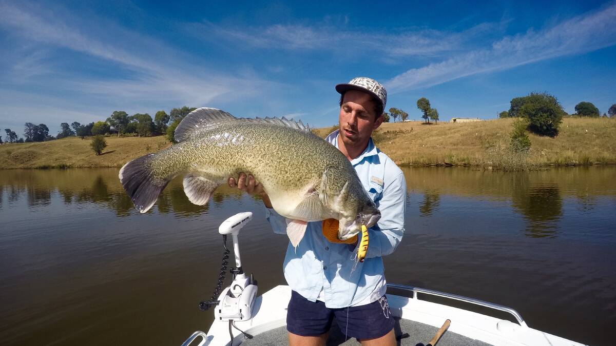 Canberra local Patrik Bergman with 95cms of Yass River cod. Photo: Michael Watson. 