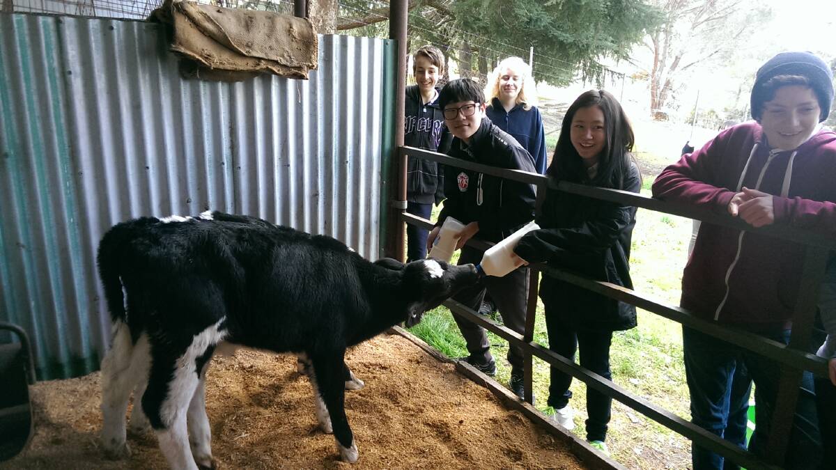 Students visiting from Seoul, Korea feed the new calves at Yass High School recently.