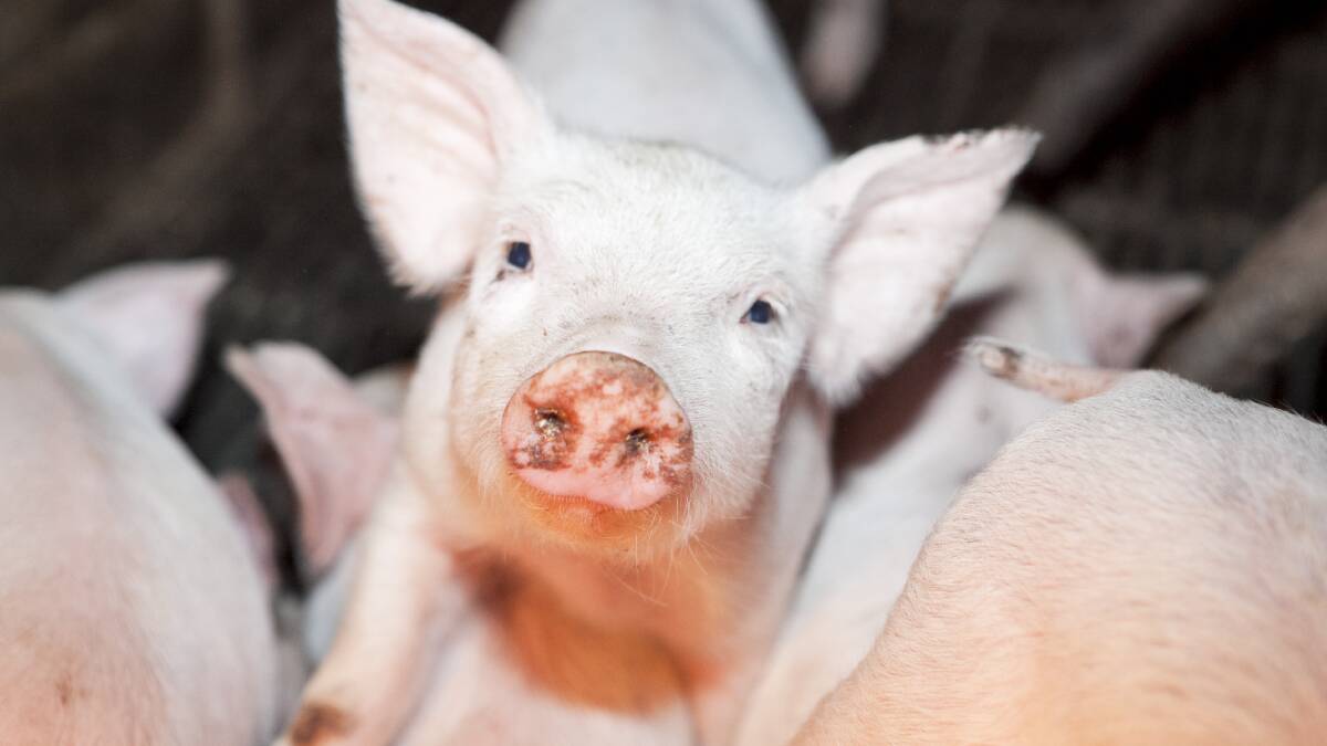 The case against Wally's Piggery was thrown out of Yass Local Court on Monday. The finger-pointing has begun. 