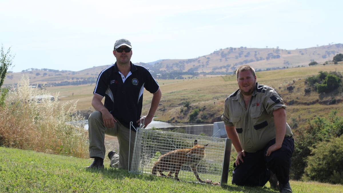 All Ferals Pest Management's Scott Corcoran with Allan Hill after capturing a fox on private property near Yass Gorge. Photo: Jessica Cole.