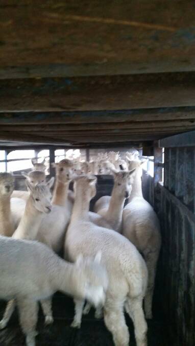 Local alpacas were recently shipped to Tasmania.