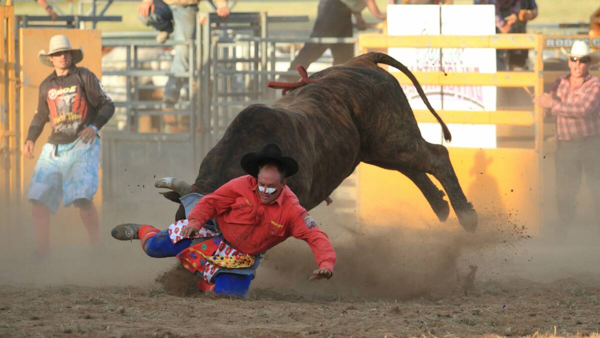 Organiser and rodeo clown Matt Darmody was caught by 
'Monkey Juice' during the bull riding at the Murrumbateman Rodeo Stampede. Photo: Jamie Williamson. Visit the multimedia section of the website to see the full gallery.