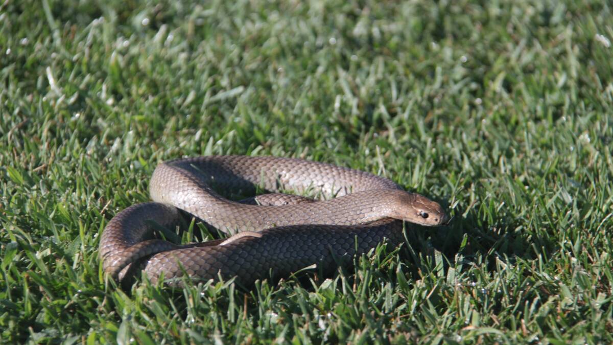 Blake Swadling snapped this shot of an eastern brown snake last year.