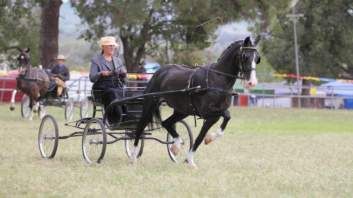 The horses were all class at the show on Sunday. Photo: RS Williams.