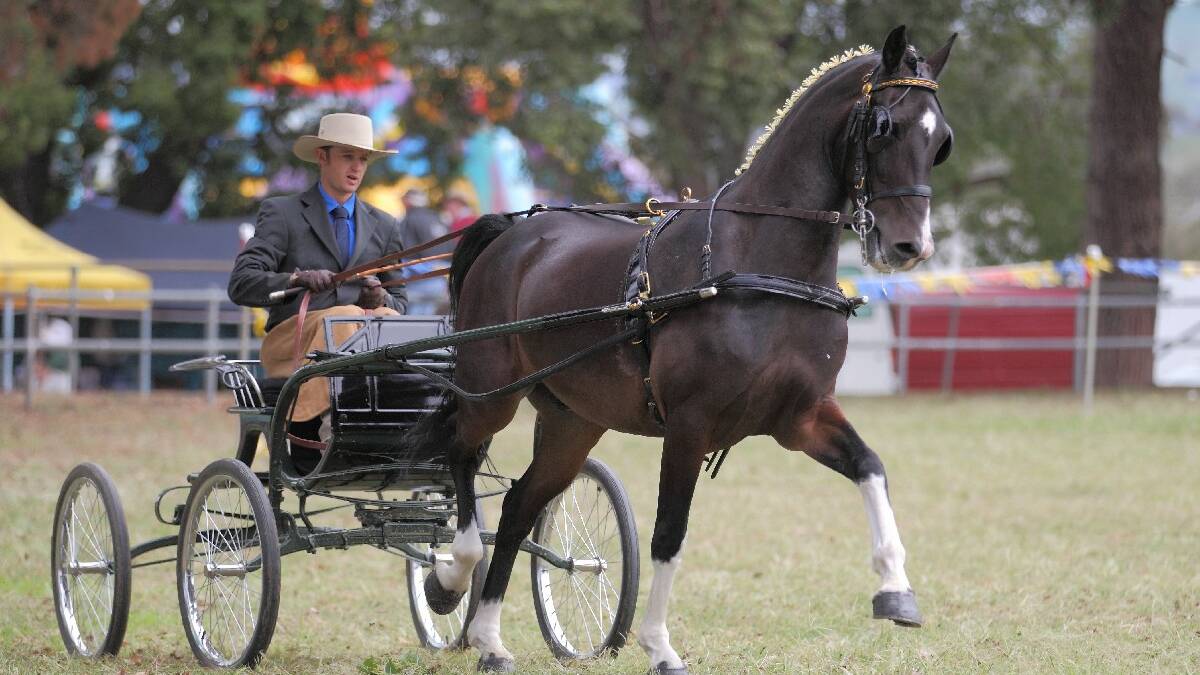 The horses were all class at the show on Sunday. Photo: RS Williams.