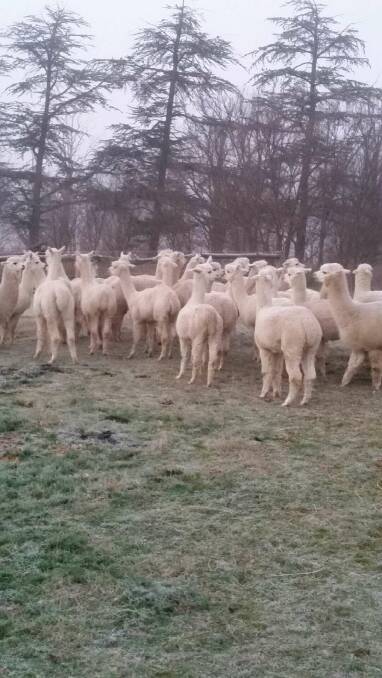 Local alpacas were recently shipped to Tasmania.