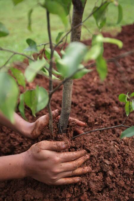 Applications are open for funding from the 20 Million Trees Programme.
