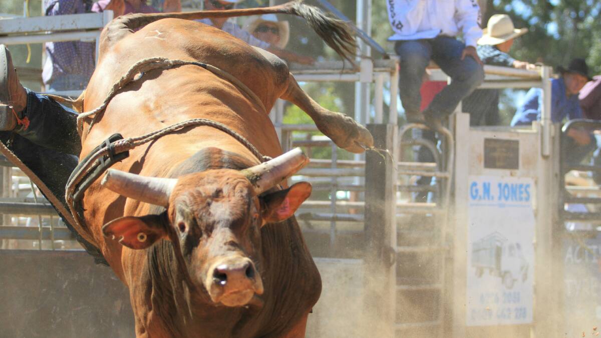 George Hempenstall, who was the contractor for the bulls at the Yass Rodeo, said the health and wellbeing of his stock was paramount. Photo: Jamie Williamson, RS Williams Sport.
