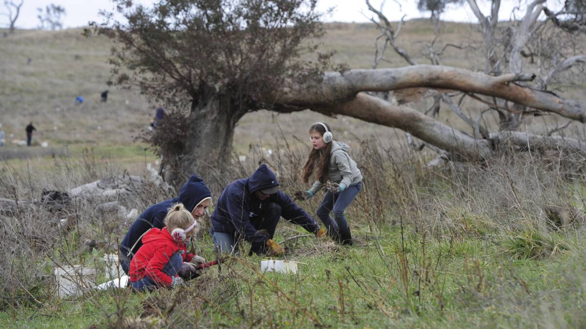 The Cooper family of Ainslie - Bindi and Stafford, with daughters, Mia, 7, and Ella, 9 - join in the mass tree planting on Sunday. Photo: Graham Tidy
