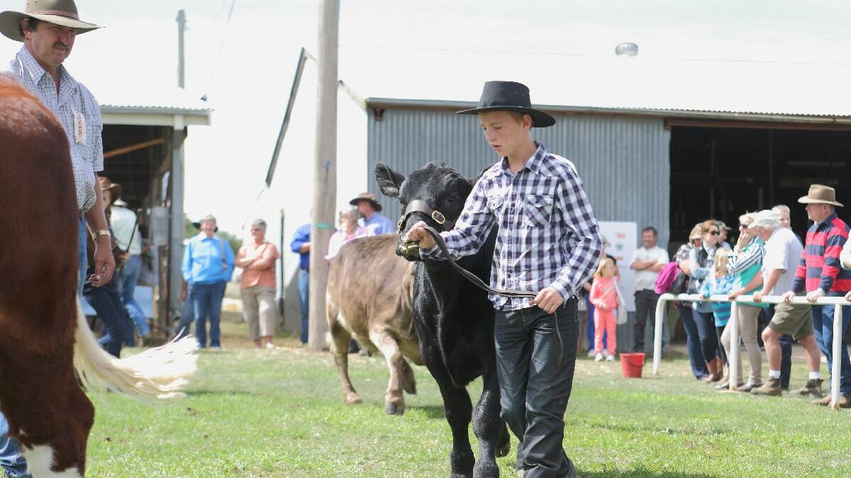 The cattle on show were of top quality at the Yass Show on Sunday. Photo: RS Williams.
