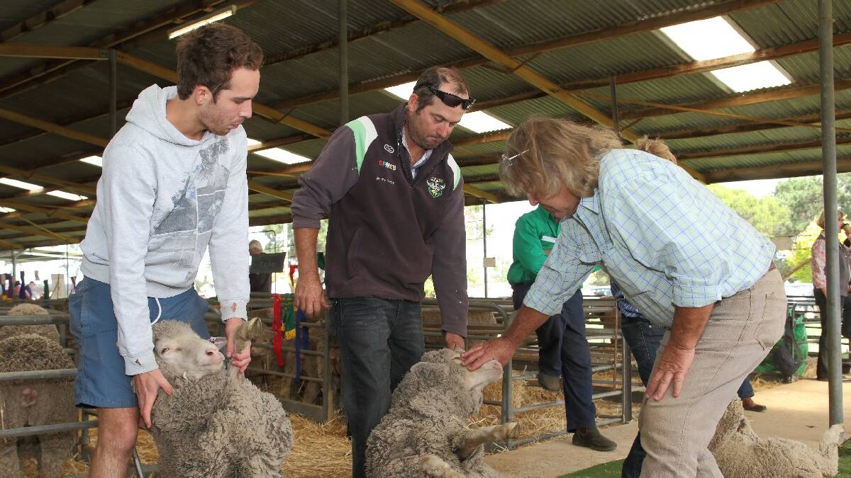 All sheep events were competitive and sheep were of a high standard despite a dry lead up season. Photo: RS Williams.