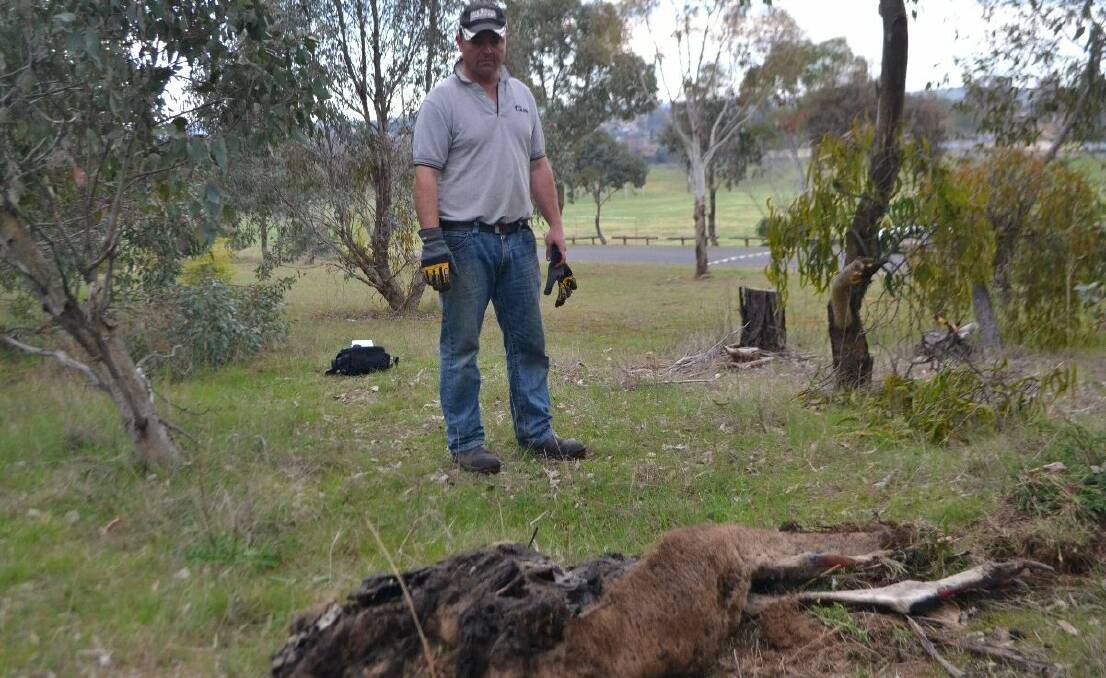 Ian McClung with the kangaroo carcas that was dumped near his fence line, at Walker Park. Photo: Oliver Watson.