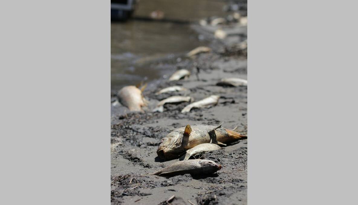 Thousands of dead fish line the banks of Lake Burrinjuck. Photo: Tiffany Grange.