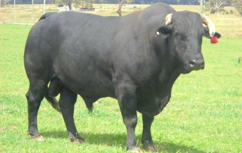 Zorro.jpg ZORRO: Bred by bull rider Jake Wilson, this bull was part of his practice pen but showed too much promise so was sold to L&M Rodeo Co. 