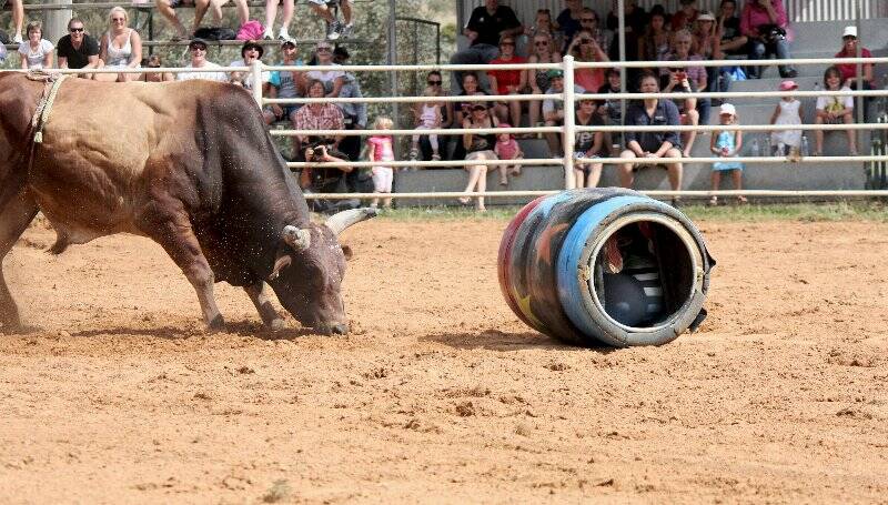 Local Nick Pollack will be in barrel once again on Sunday afternoon at the Murrumbateman Rural Supplies Pro Rodeo Stampede. Photo: Leah Moran.