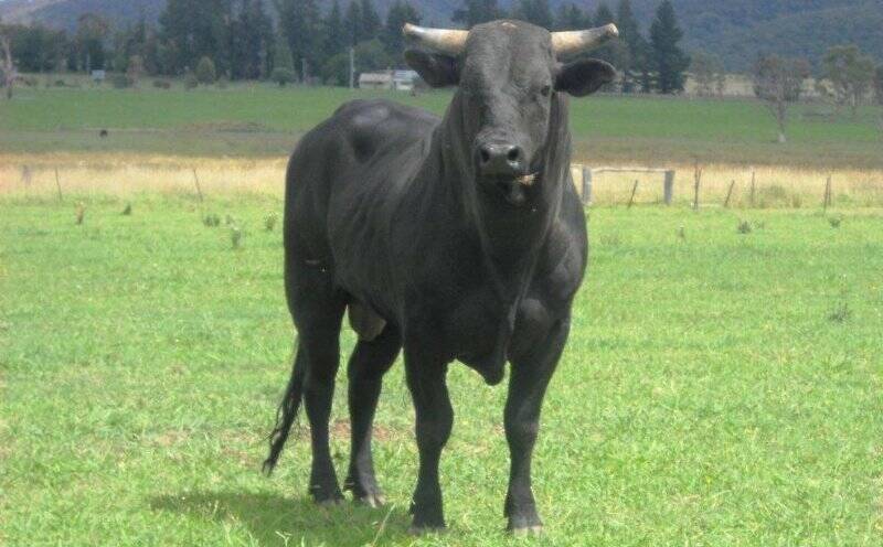 COCANE: A four-year-old bull bred by Tony Kelly of Gundagai. Really hard kicking young bull that has been unridden in the last 12 months