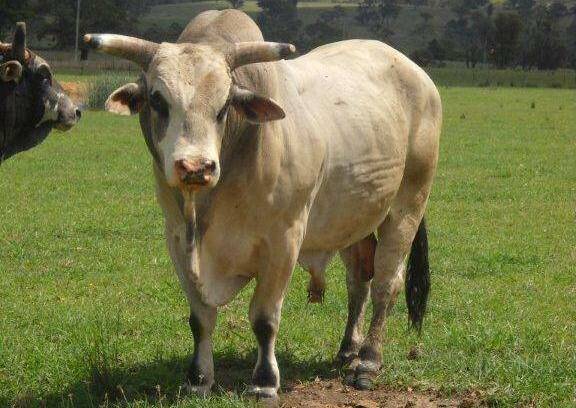 HECTIC: a bull bred by Rod Harris from Barooga. It carries the blood of former APRA champion bucking bull ‘Bodacious”.