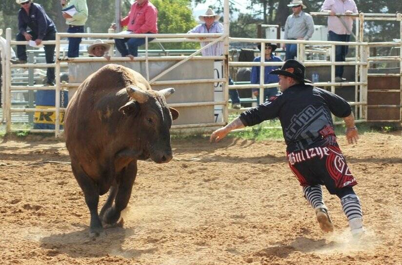A rodeo clown tries to distract a bull at the weekend. Photo: Rachel Corsini